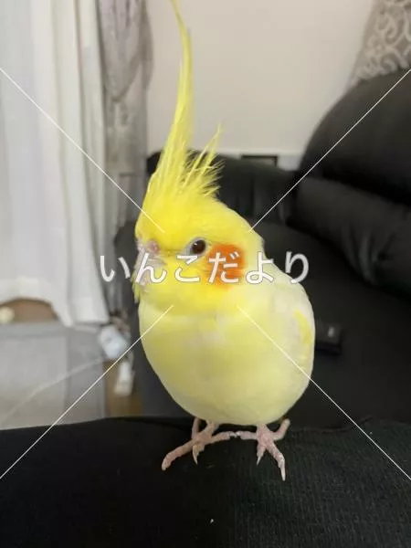 コメントの画像