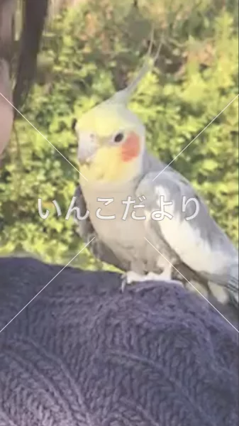 コメントの画像