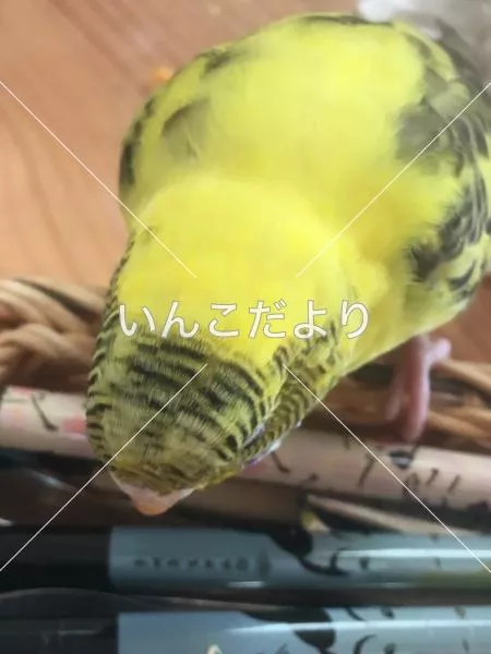 コメントの画像