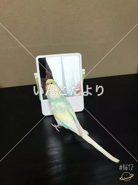 コメントの画像