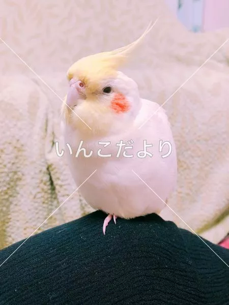 コメントの画像