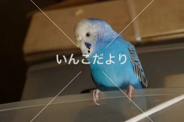 コメントの画像