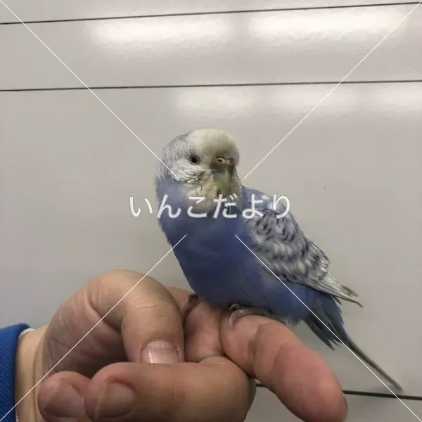 コメントの画像