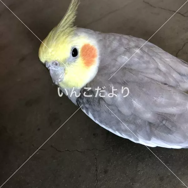 コメントの画像