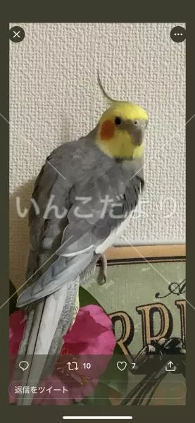 コメントの画像