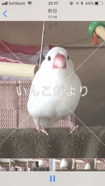 コメントの画像