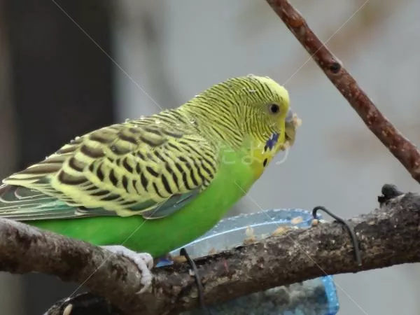 コメントの画像