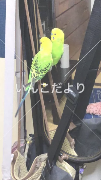 コメントの画像