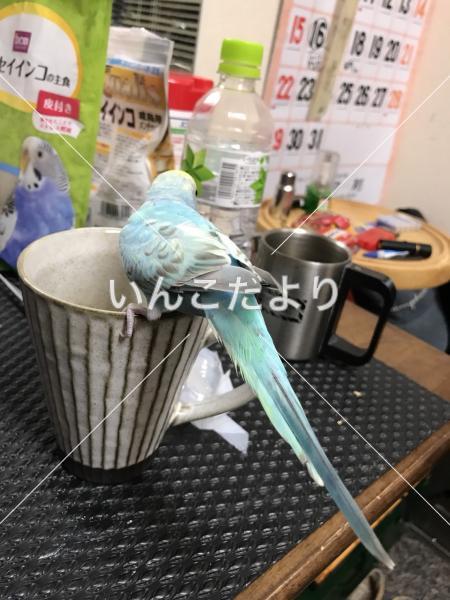 コメントの画像