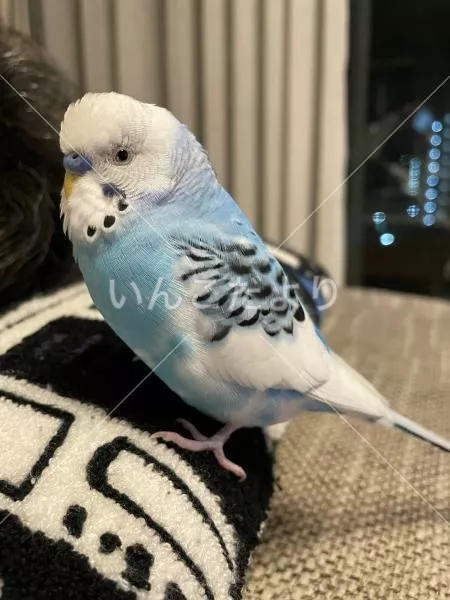 コメントの画像