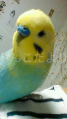 コメントの画像