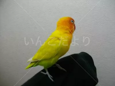 コメントの画像