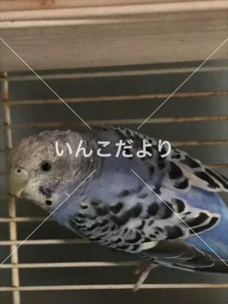 コメントの画像