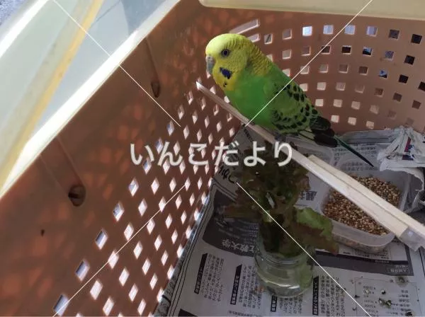 コメントの画像