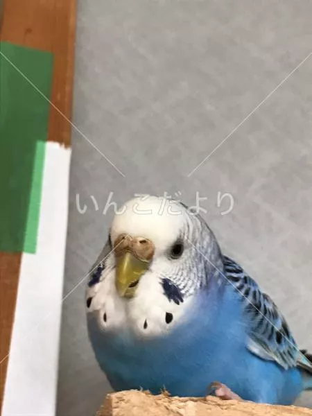 コメントの画像