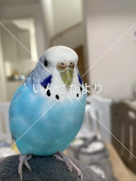 コメントの画像