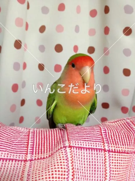 コメントの画像