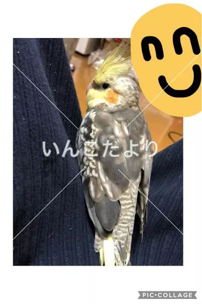 コメントの画像