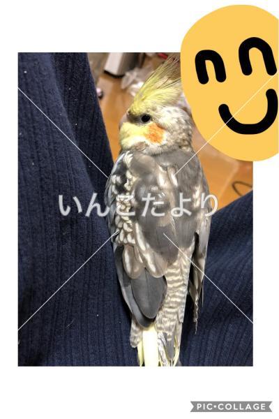 コメントの画像