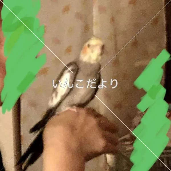 コメントの画像