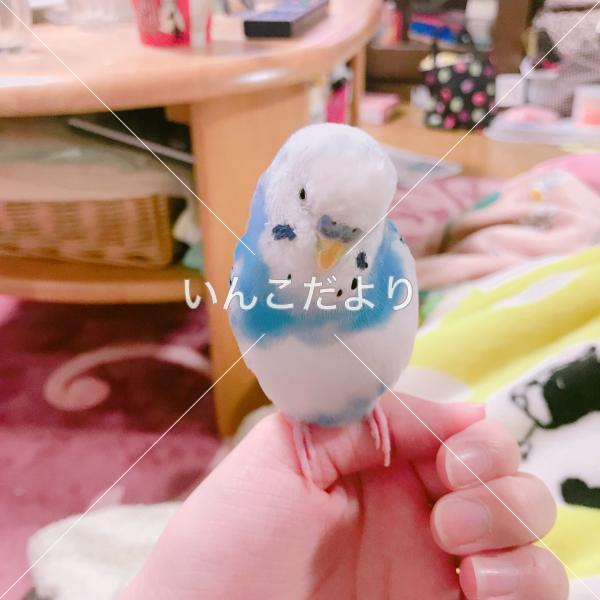 コメントの画像