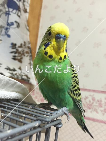 コメントの画像