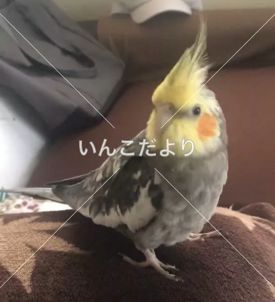 コメントの画像