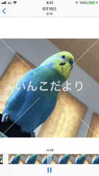 コメントの画像