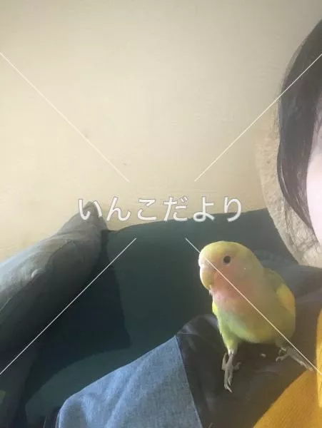 コメントの画像