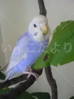 コメントの画像