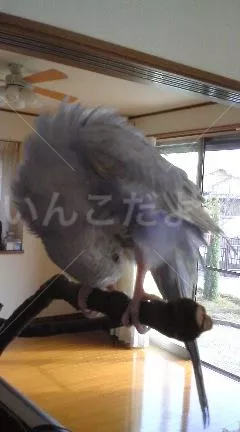 コメントの画像