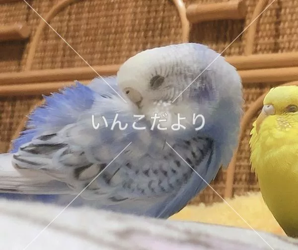 コメントの画像