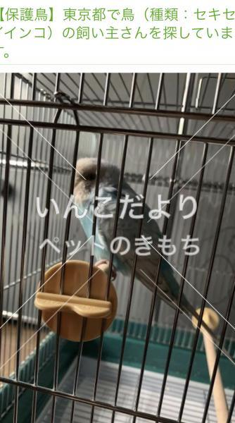 コメントの画像