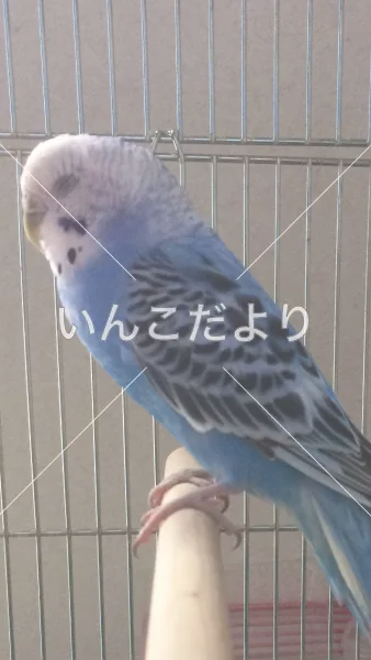 コメントの画像