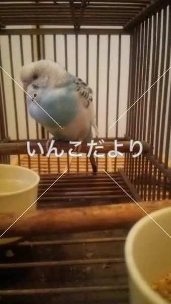 コメントの画像