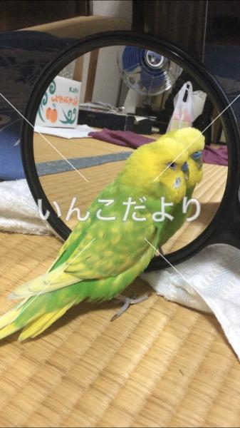 コメントの画像