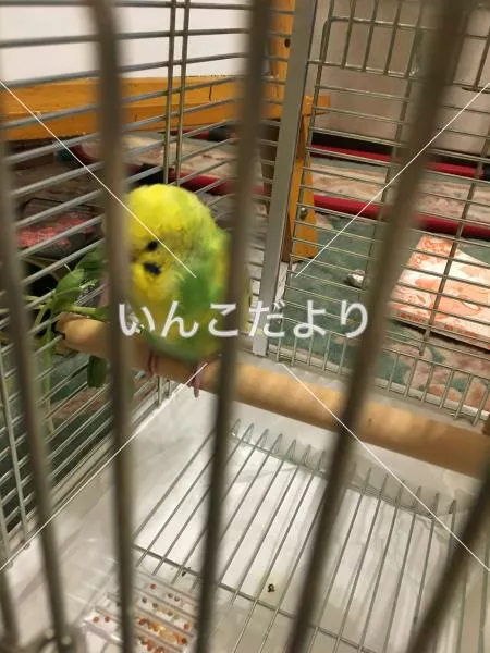 コメントの画像