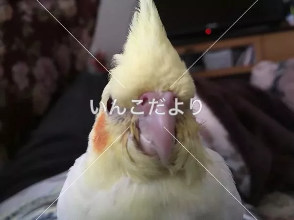 コメントの画像