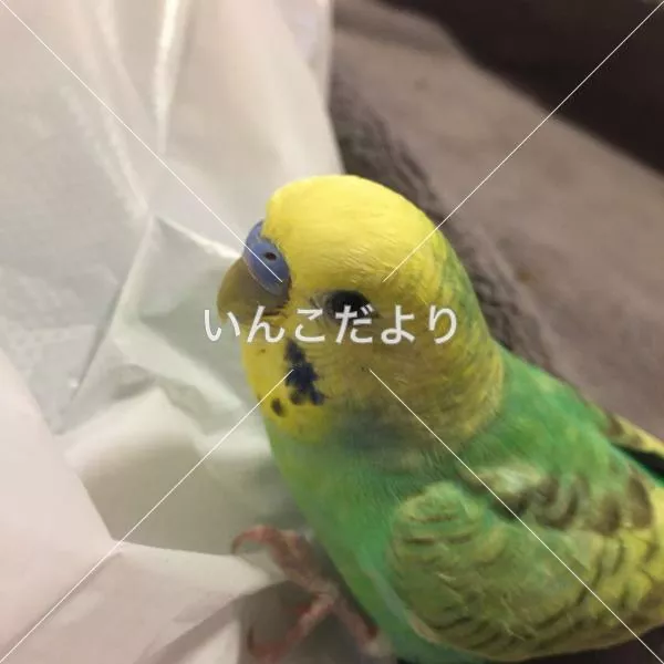 コメントの画像