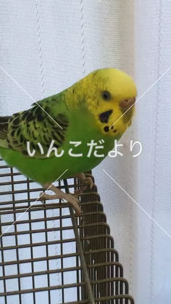 コメントの画像