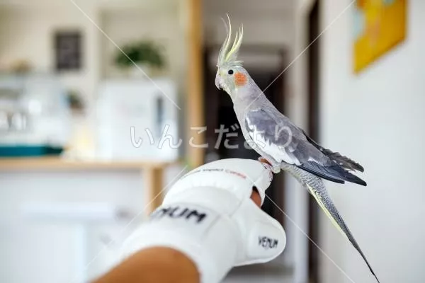 コメントの画像