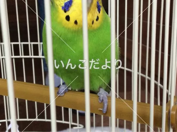 コメントの画像