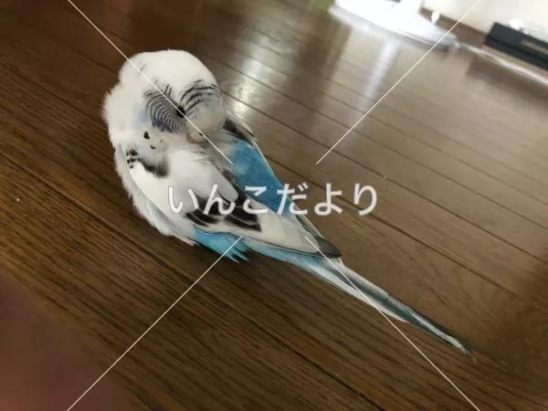 コメントの画像