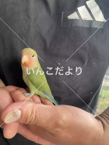 コメントの画像