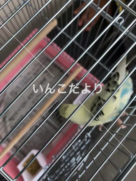 コメントの画像