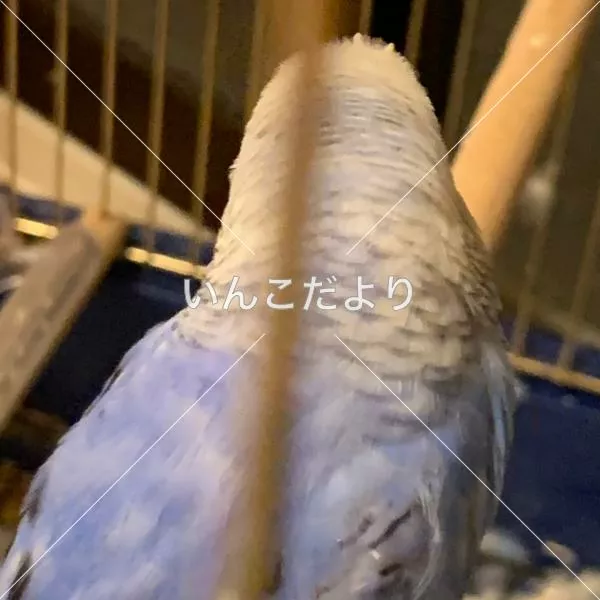 コメントの画像