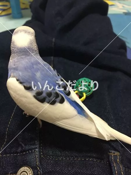 コメントの画像