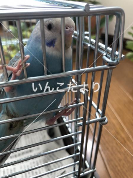 コメントの画像