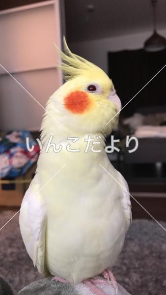 コメントの画像