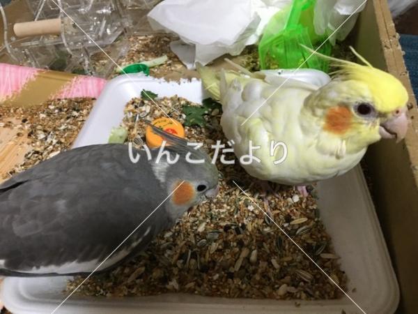 コメントの画像